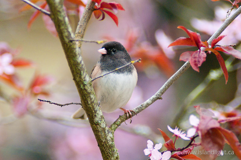   Junco photo