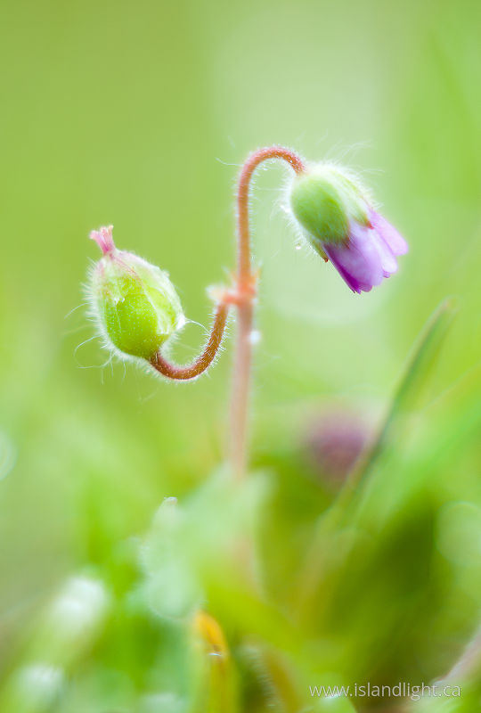   Flower photo
