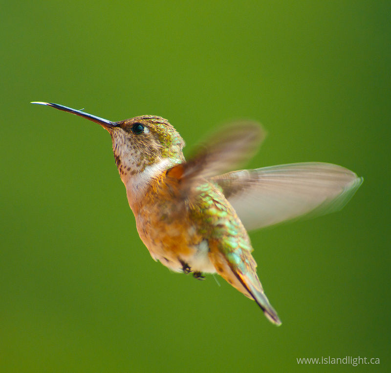 Rufous Hummingbird -  Hummingbird photo