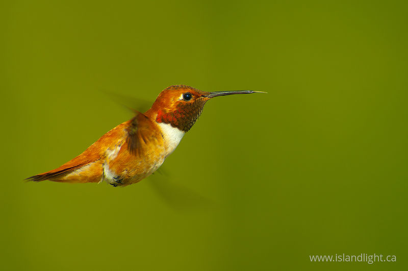 Selasphorus rufus - Cortes Island Hummingbird photo