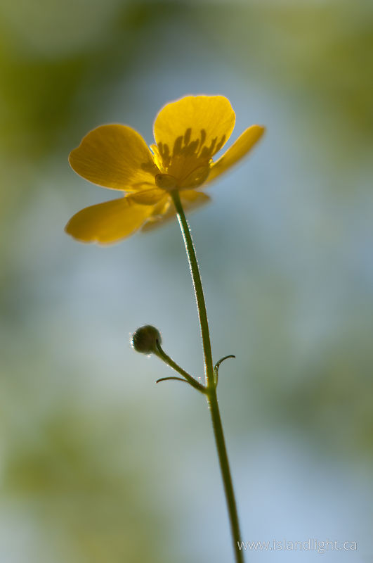   Flower photo