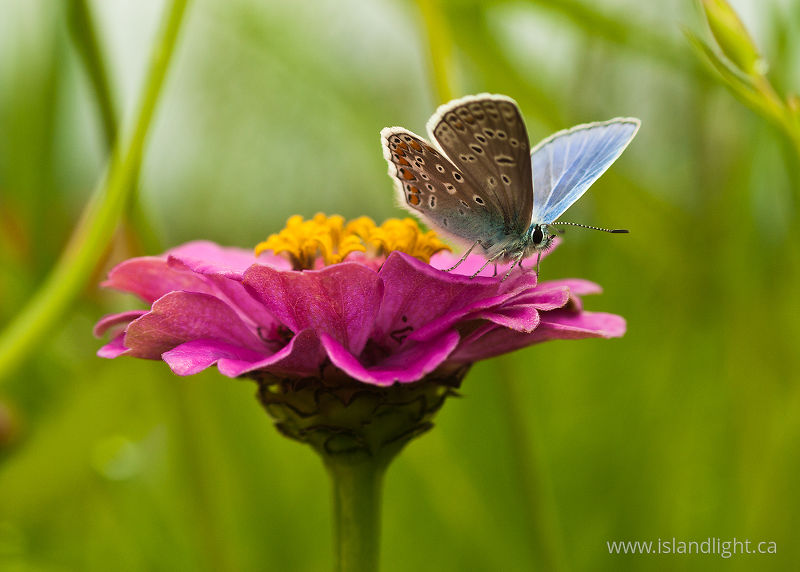   Butterfly photo