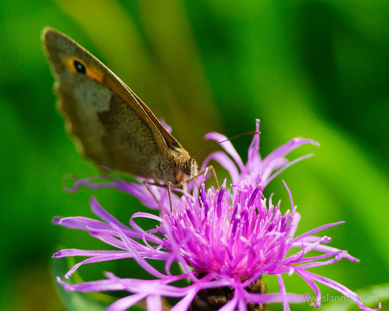 Sipping Knapweed -   photo