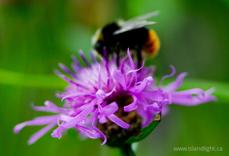   Flower photo