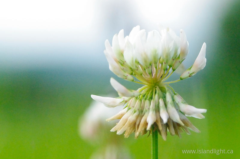 White Clover -   photo