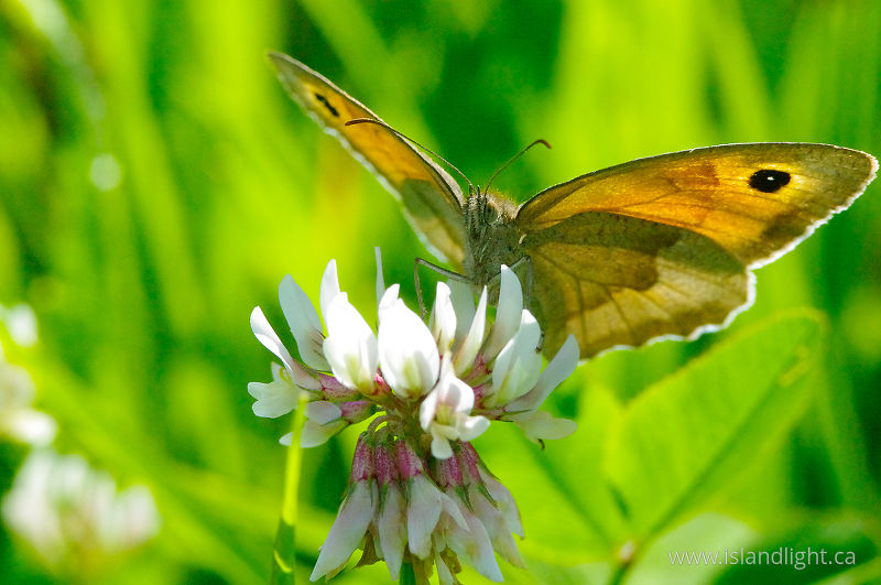   Butterfly photo
