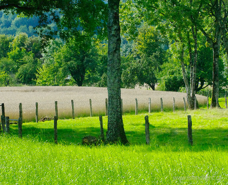 Fields and Trees - Aillevillers  photo