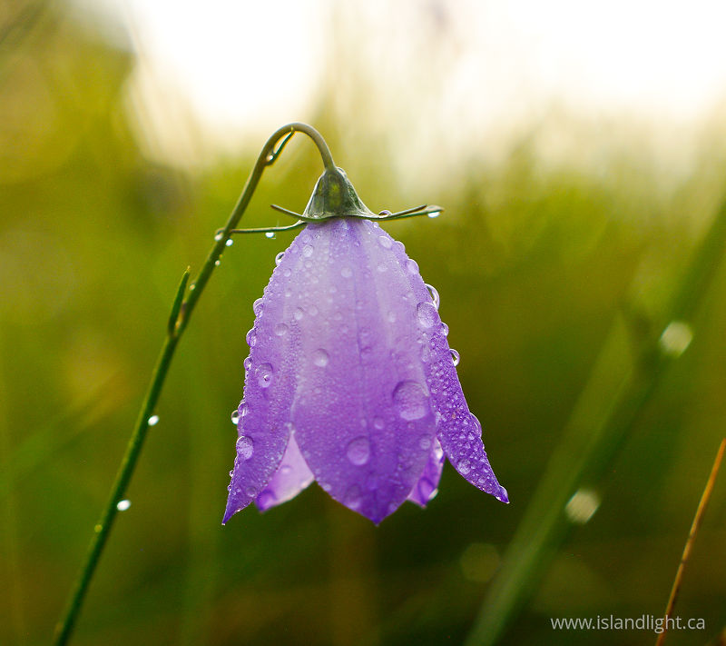   Wildflower photo
