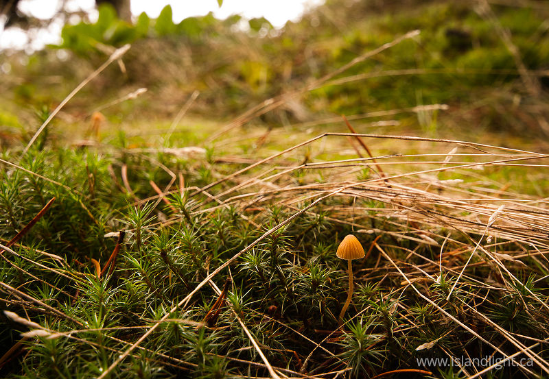 Very Small Mushroom -   photo