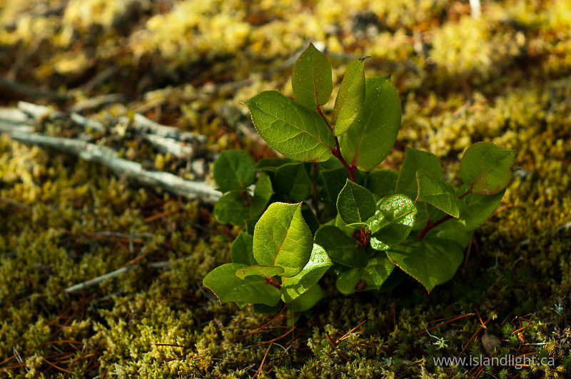 Small Salal - Cortes Island  photo