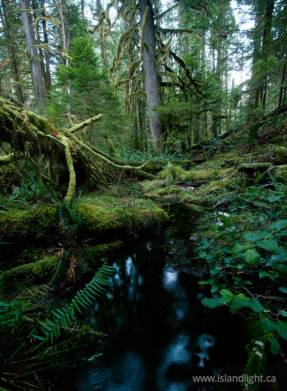 Grandfather Grove - Cortes Island Wetland photo