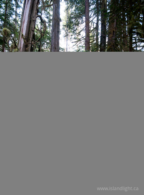 Grandfather Grove Wetland - Cortes Island Wetland photo