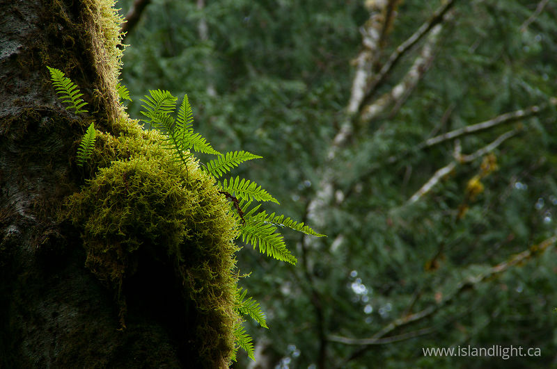   Fern photo