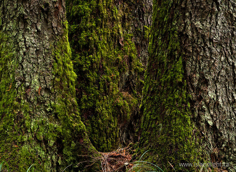 Three Giants - Cortes Island Tree photo