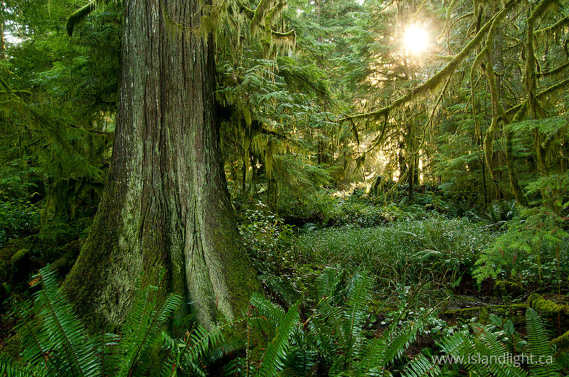   Forest photo