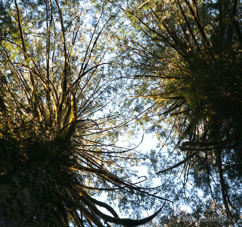 Arboreal urchins - Cortes Island Tree photo