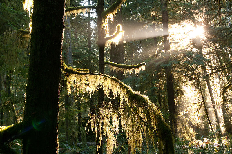 Moss -   photo