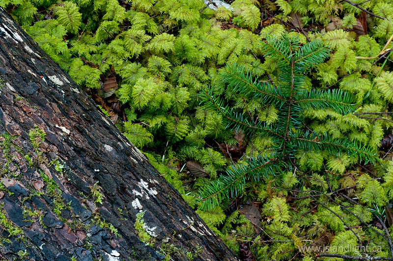 Found Still Life - Cortes Island Forest photo