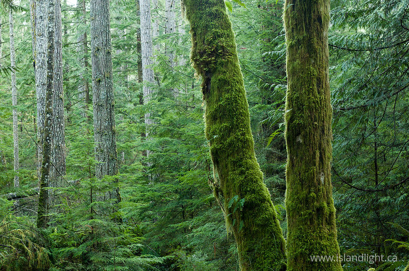 Two Alders No. 2 - Cortes Island Tree photo