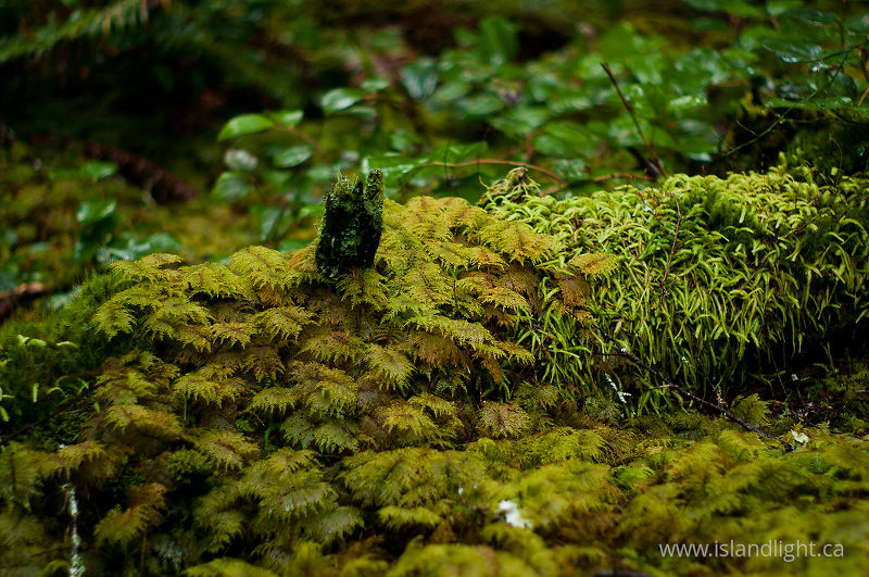   Forest Floor photo