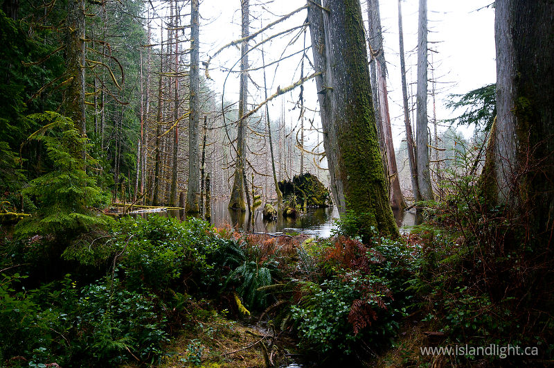 Basil Creek Beaver Pond #2 -   photo