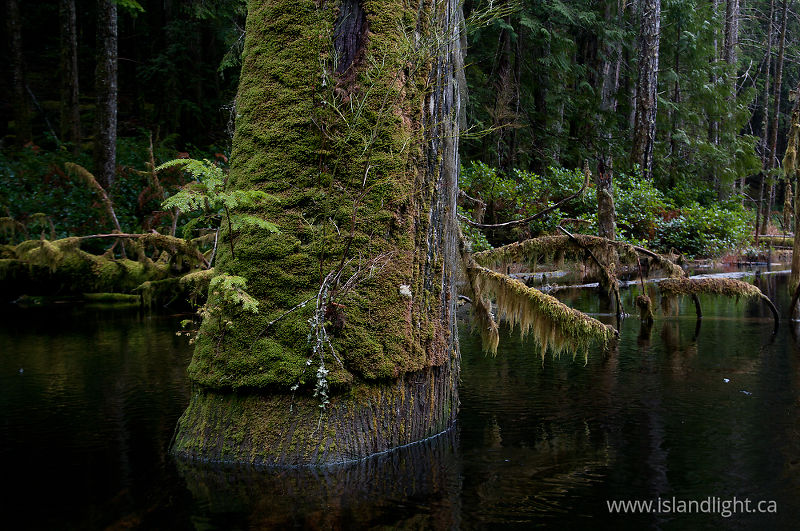 High Water Mark - Cortes Island Beaver pond photo