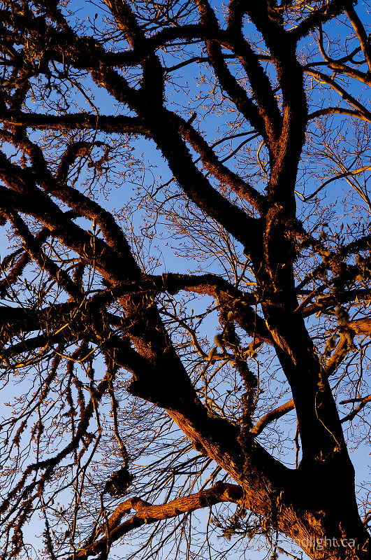 Branches + Sky - Cortes Island Tree photo