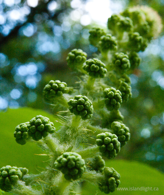 Devil's club berries  - Slocan Valley Shrub photo
