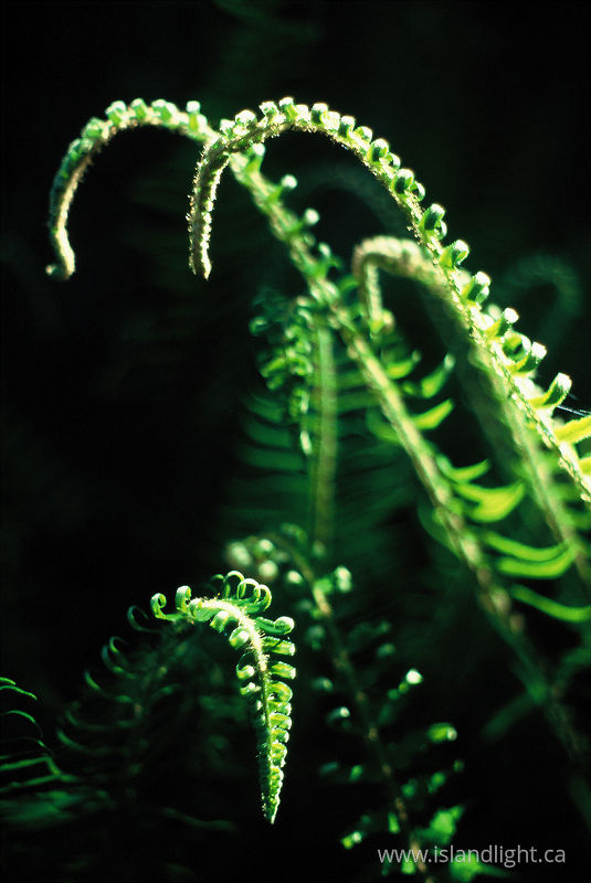   Fern photo