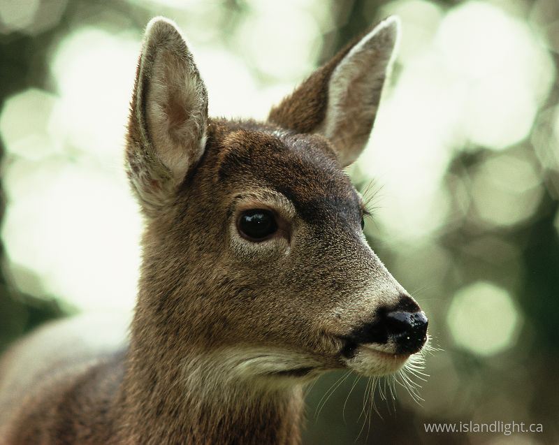   Deer photo