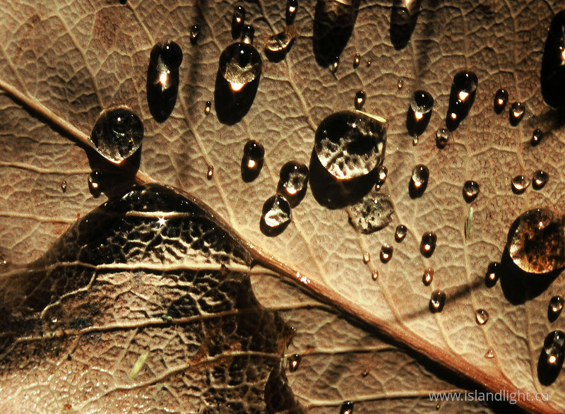   Leaf photo