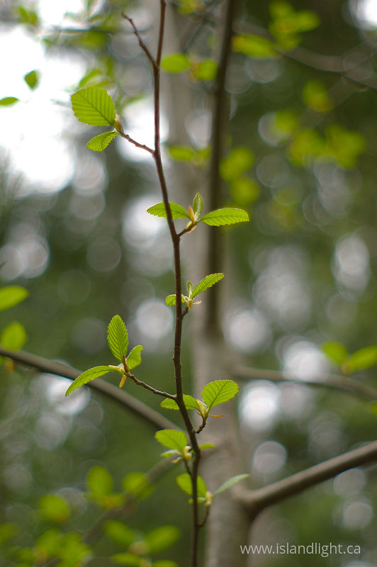   Alder Tree photo