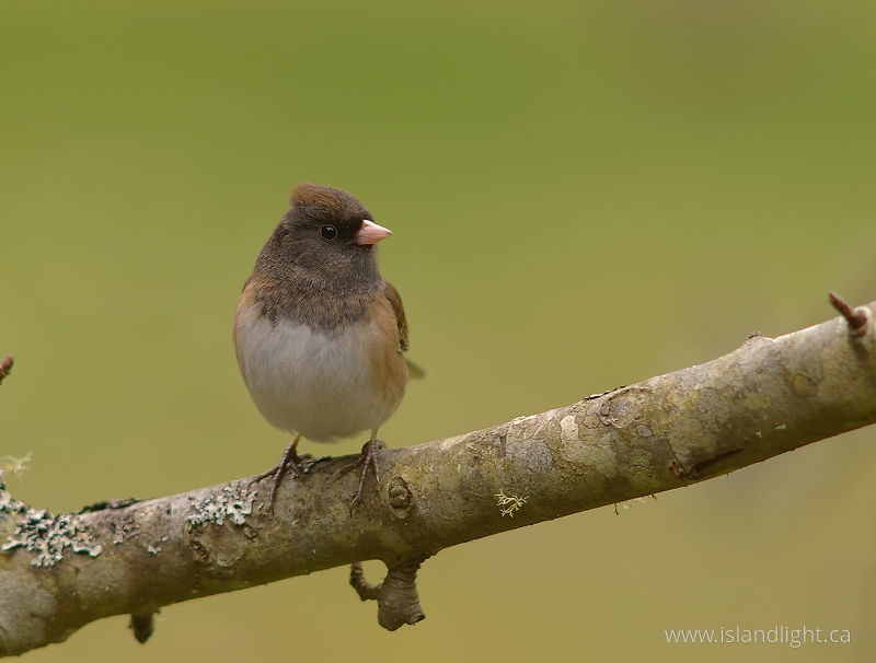 Junco -   photo