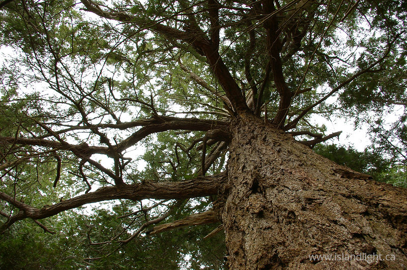   Fir Tree photo