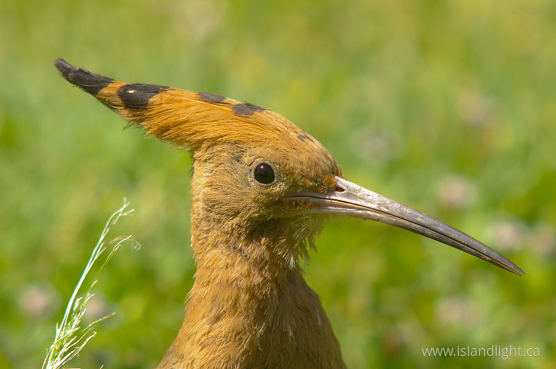 Upupa epops - Luxor Hoopoe photo