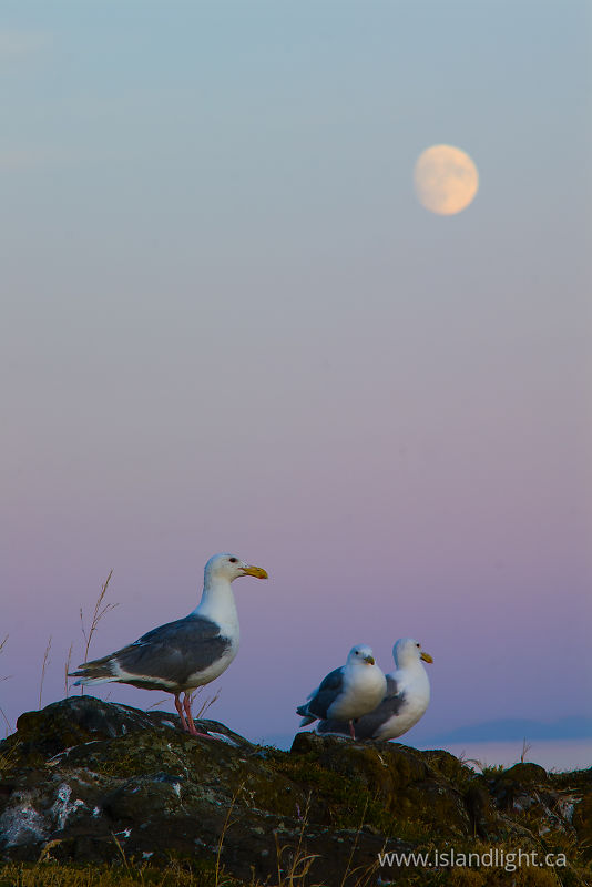   Gull photo