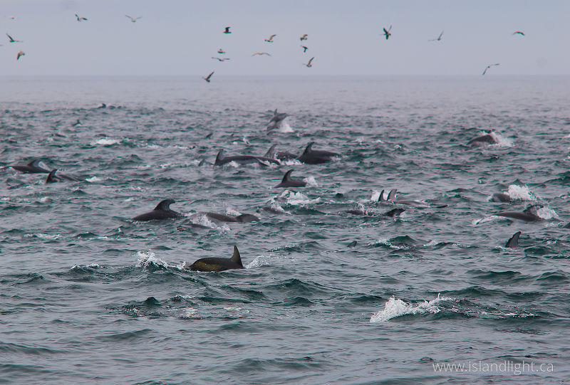 Pacific White-sided Dolphins -   photo