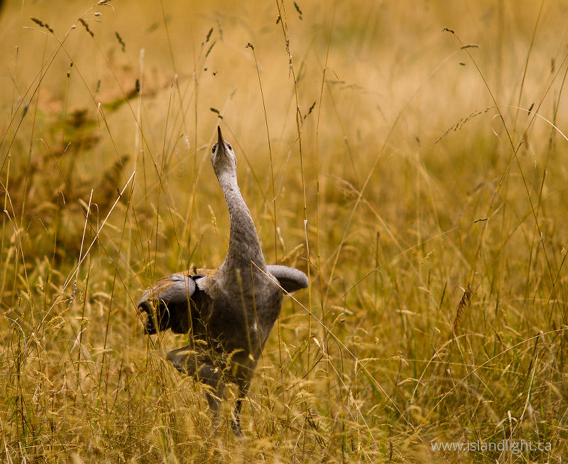   Crane photo