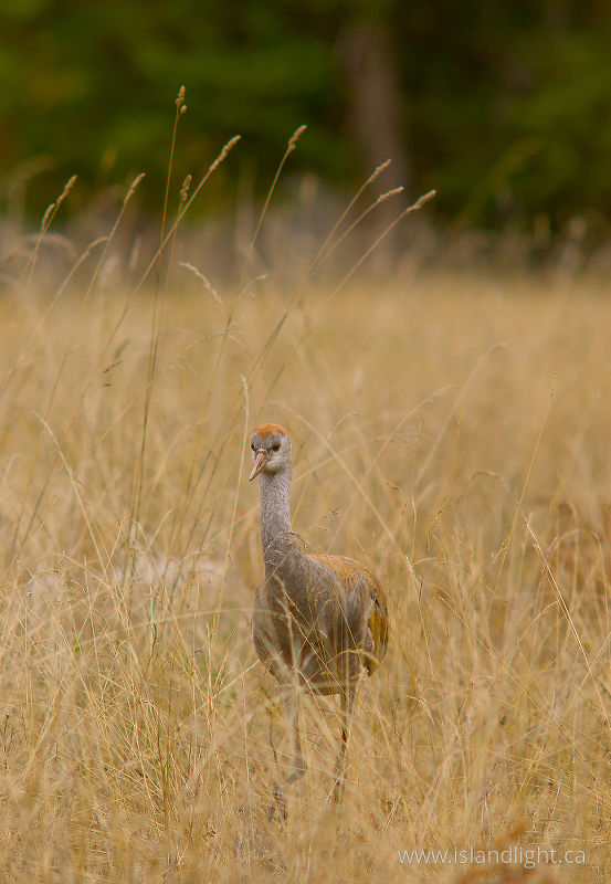 Sandhill Crane -   photo