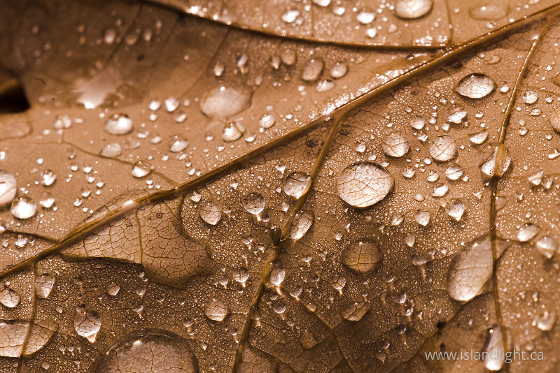   Leaf photo