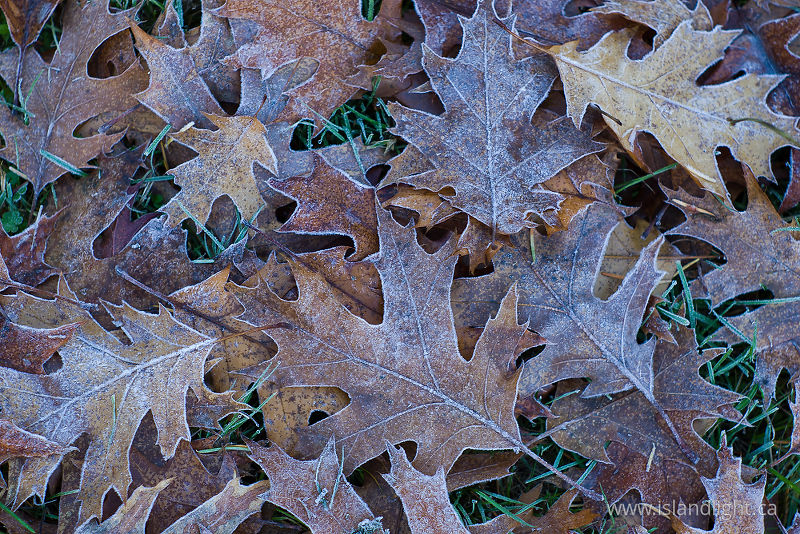   Pattern photo
