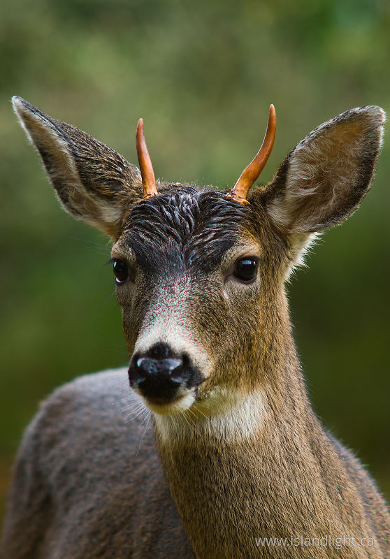   Deer photo