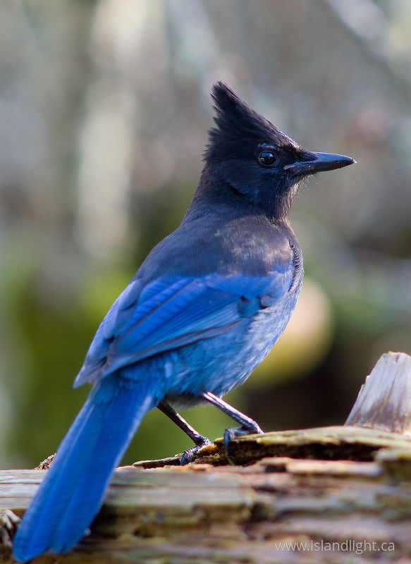 Stellars Jay -   photo