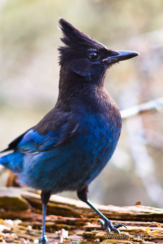   Jay photo