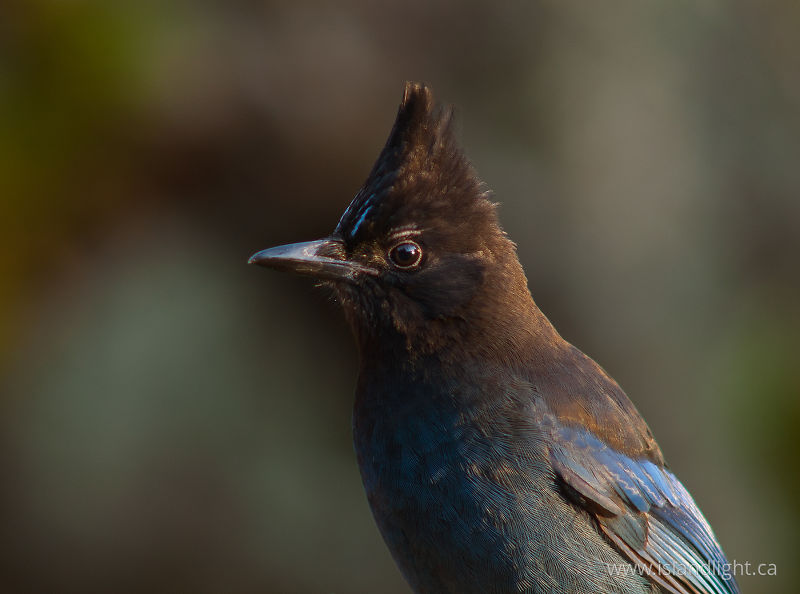   Jay photo