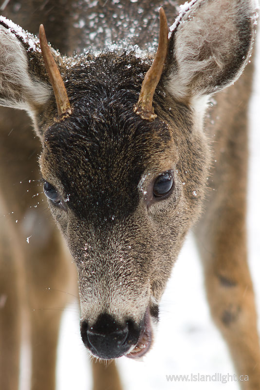  Cortes Island Deer photo