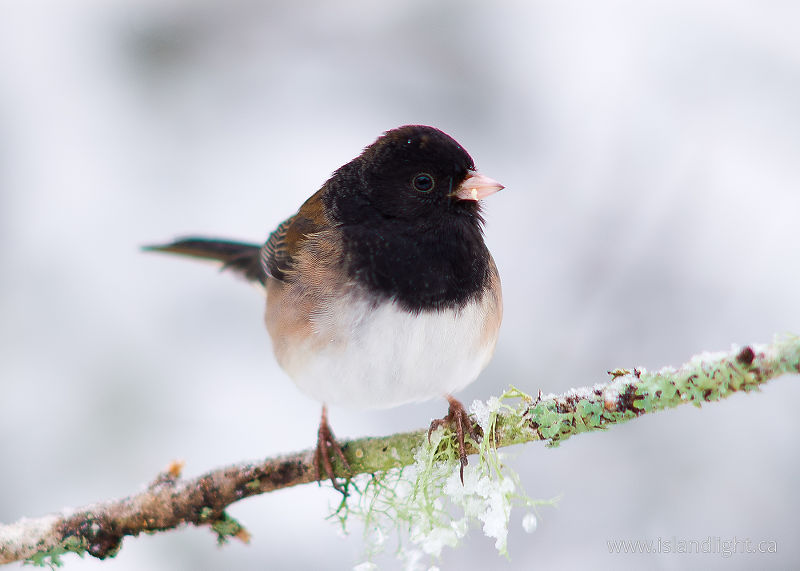   Junco photo