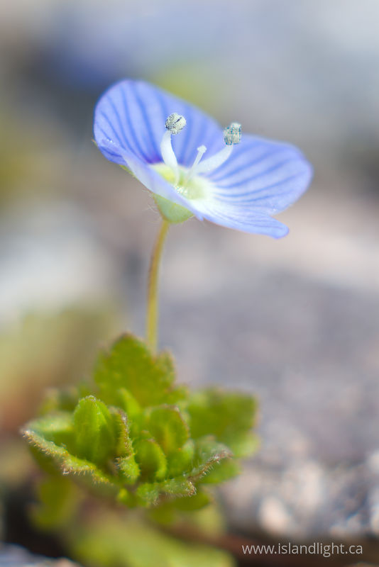   Wildflower photo