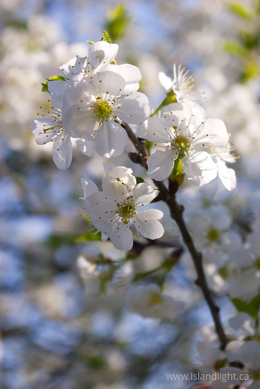   Flower photo