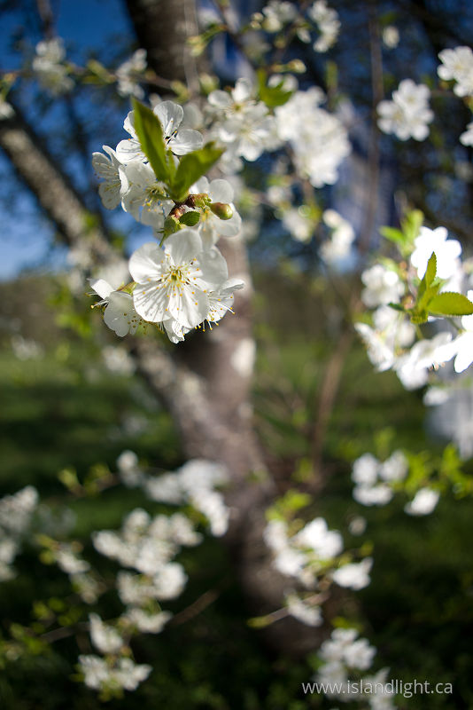   flower photo